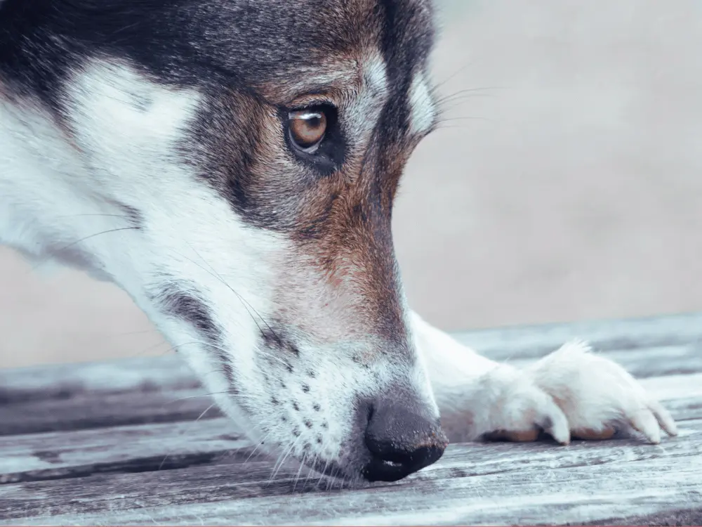 Blog Post - How Dogs Smell in 3D