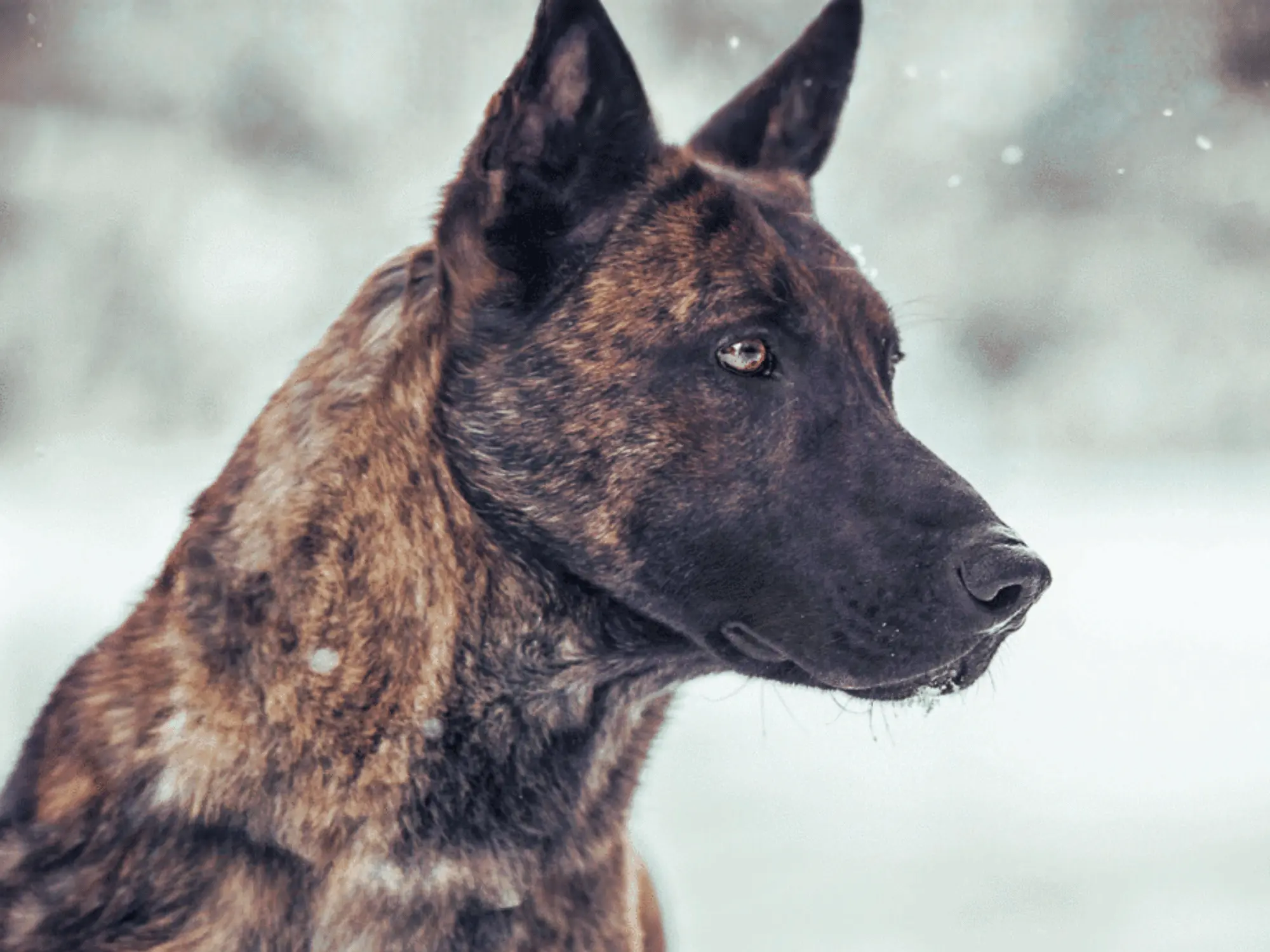 Blog Post - Protection Dog Breeds