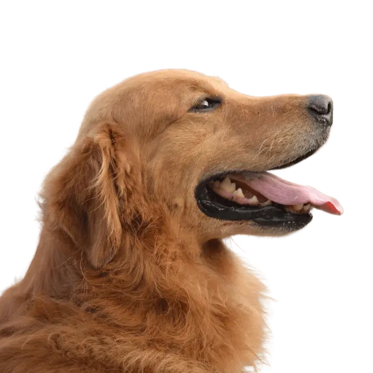 Golden Retreiver