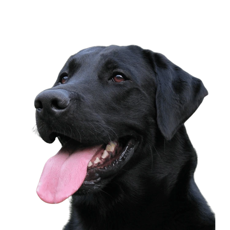 Labrador