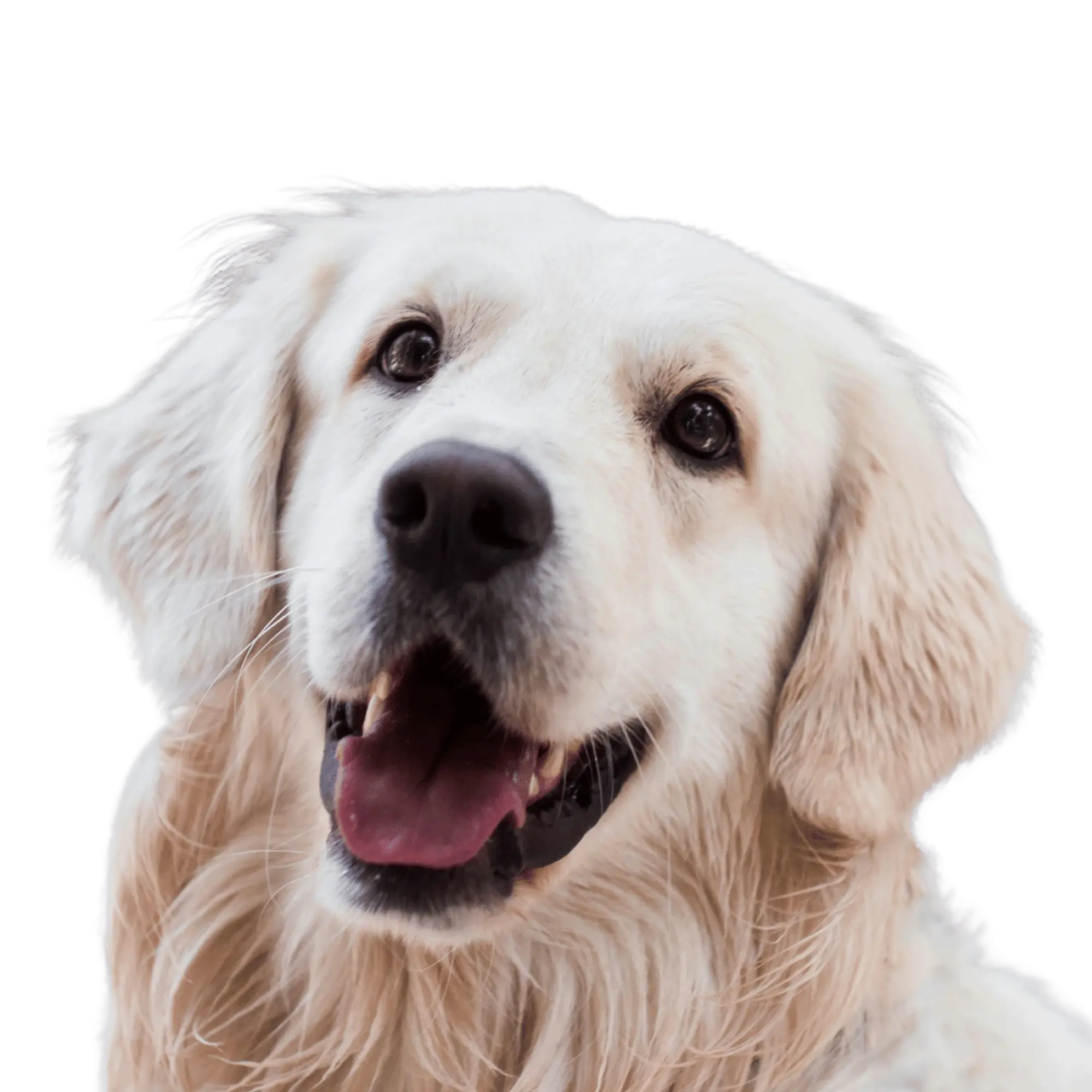 K-9 Sales Dog