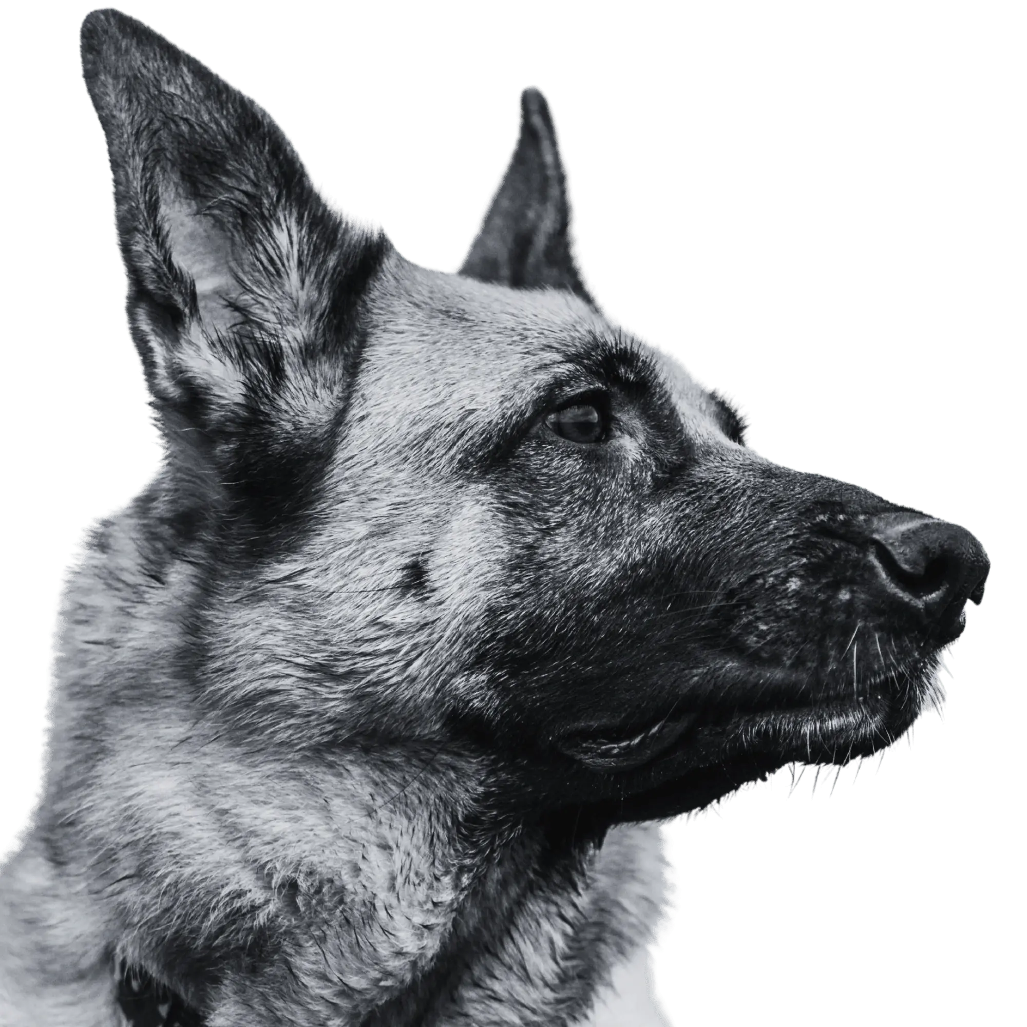 K-9 Sales Dog