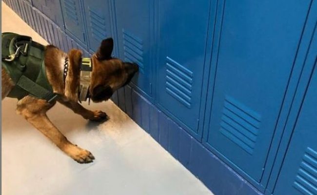 Narcotic Detection
Our dogs are experts in identifying a wide range of narcotics, helping to create drug-free environments in workplaces, residences, and events. This service not only enhances safety but also promotes overall well-being.
