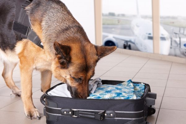 dog-smelling-suitcase