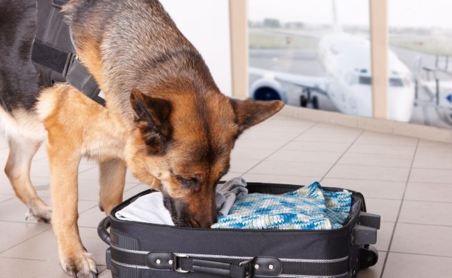 dog-smelling-suitcase