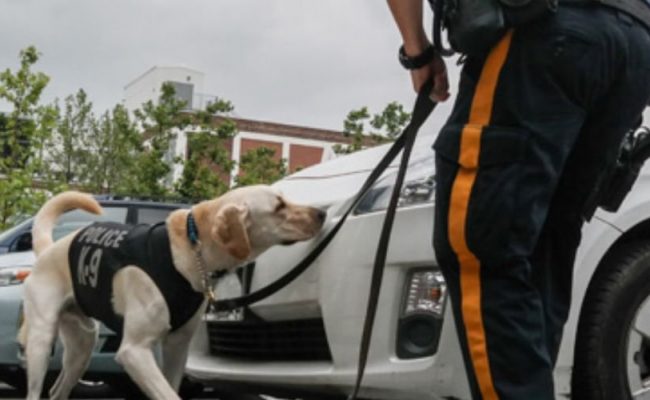 working-dog-sniff